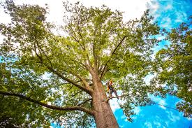 Best Tree Risk Assessment  in Nambe, NM