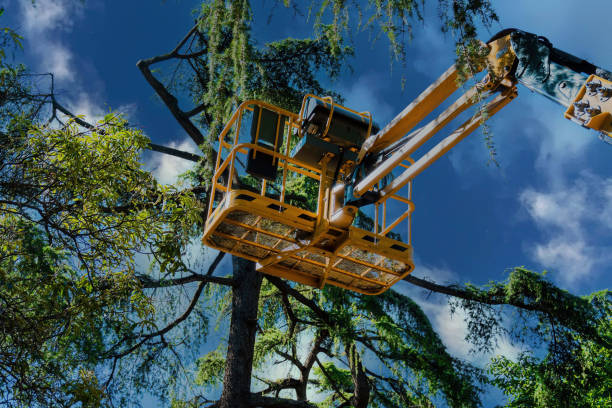 Best Commercial Tree Services  in Nambe, NM