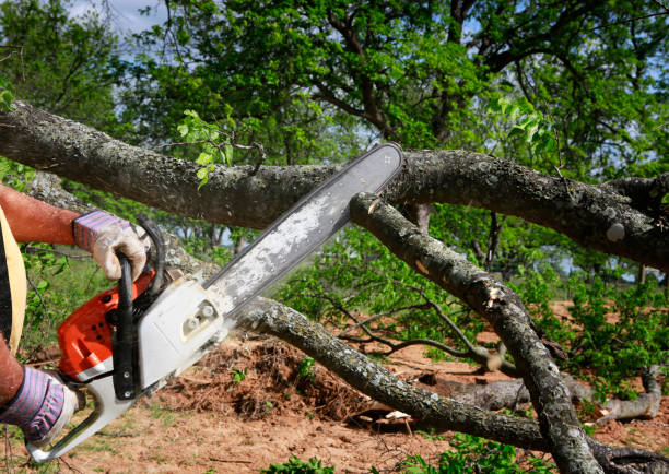 Best Tree Disease Treatment  in Nambe, NM